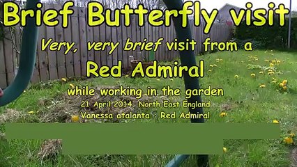Very, very brief visit from a Red Admiral Butterfly