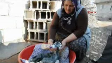Besni'de Çift Başlı Oğlak Dünyaya Geldi