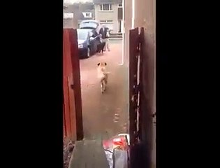 Where can i find such a great dog like this