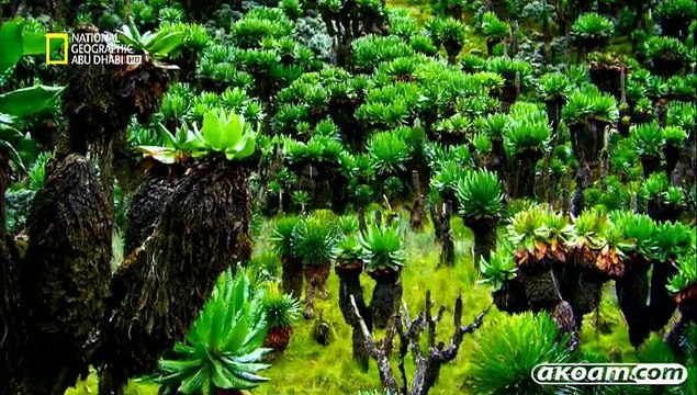 السلسلة الوثائقية : الحياة البرية في النيل - الحلقة الثانية