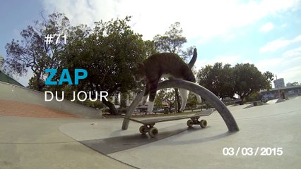 Download Video: ZAP DU JOUR #71 :  Ninja surfeur / Buffalo Vs Voiture / Route au dessus des nuages / Chaton et Saint-Bernard