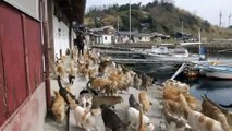 Cats overrun Japanese island - Video Dailymotion