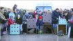 Calais : quatre phoques relâchés à la mer