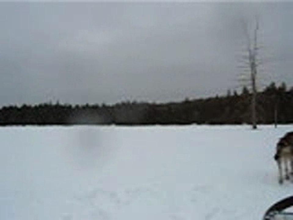 traineau à chiens 1