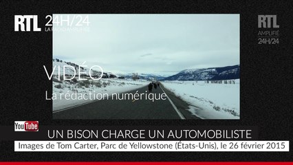États-Unis : un automobiliste se fait charger par un bison