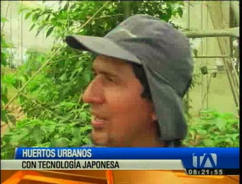 Conozca los huertos urbanos con tecnología japonesa