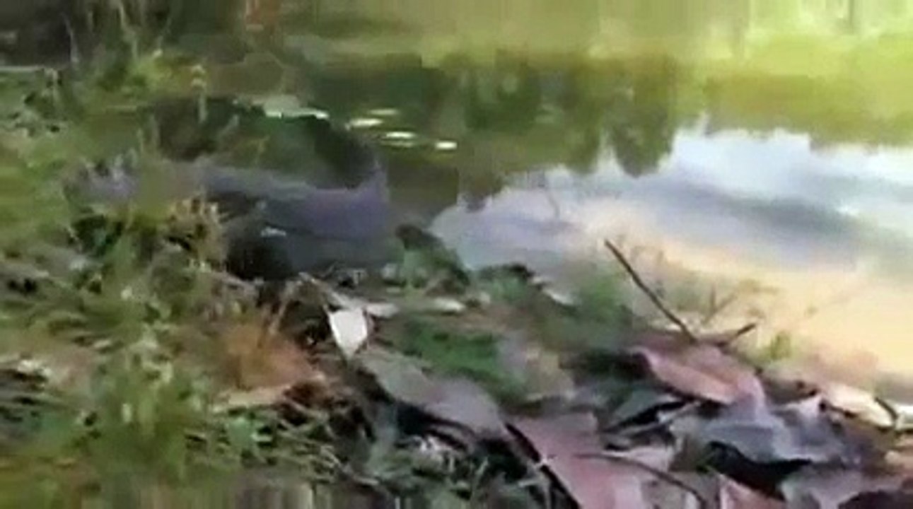 La Invasión De Los Sapos Asesinos