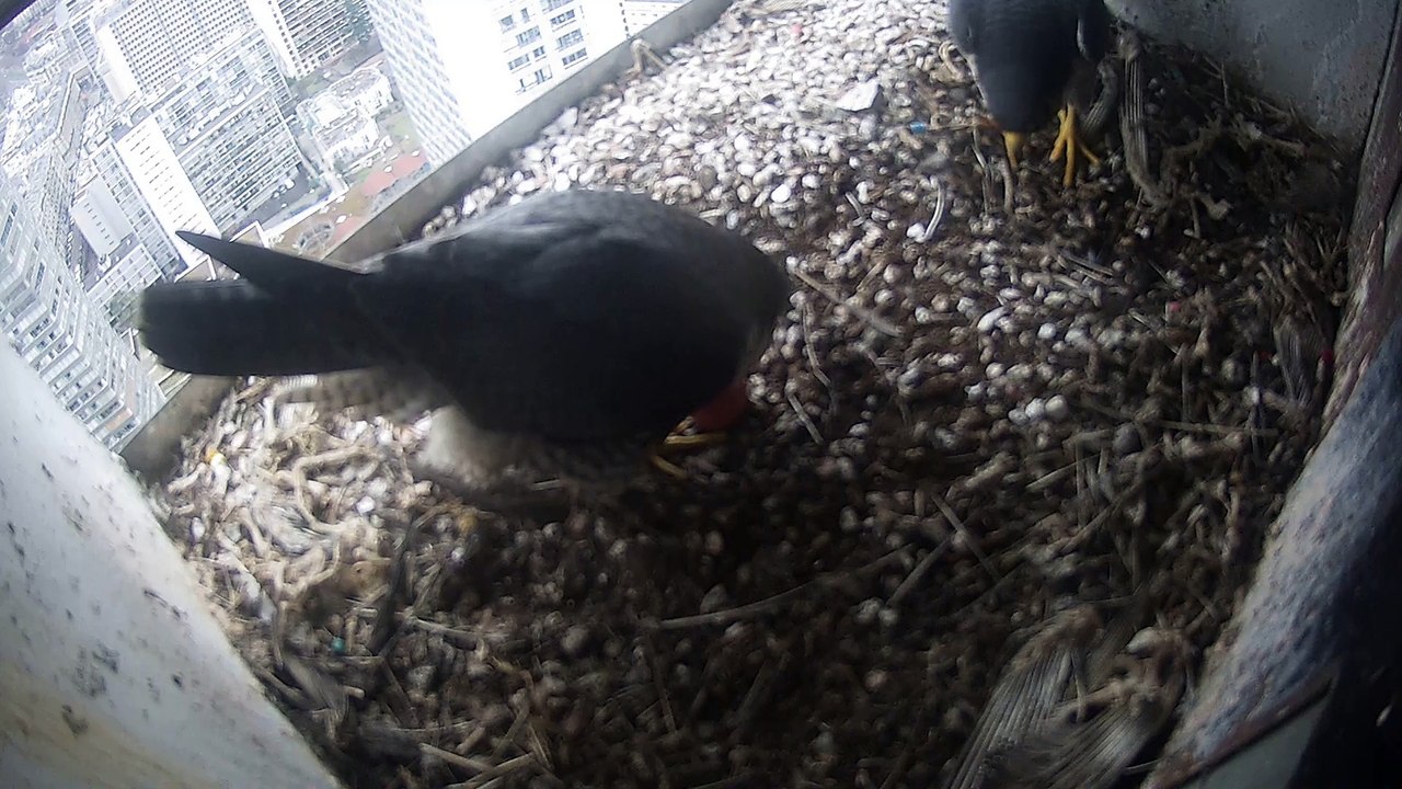 Couvaison 1er oeuf Faucon pèlerin