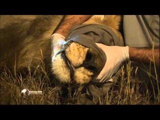 Gorongosa, le rêve de Greg - Faut pas rêver au Mozambique (extrait)