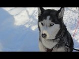 Balade en chiens de traîneaux - Faut Pas Rêver en Laponie (extrait)