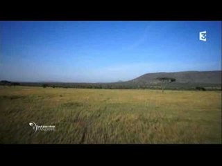 Serengeti, animaux sous surveillance - Faut Pas Rêver en Tanzanie (extrait)