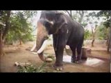 Le docteur des éléphants - Faut Pas Rêver au Kerala,Inde (extrait)
