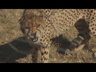 La dame aux guépards - Bonus - Faut Pas Rêver en Namibie
