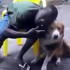 Funny Dog Bite | A dog bite a boy when playing