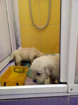 Satılık Safkan Golden Retriever Yavruları