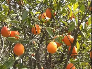 Khal Rabat Dir Lower