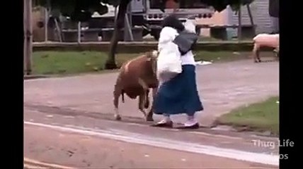 Pet Animals Rock - Funny pet animals - Funny Video