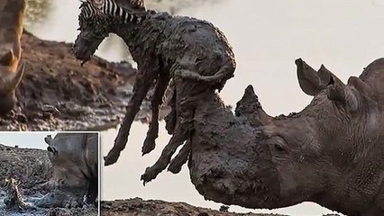 Yavru Zebrayı Kurtarmak İsterken Öldüren Su Aygırı