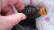 Orphaned Baby Flying Fox Enjoys a Massage