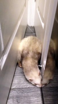 Un furet coincé entre deux portes