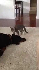 Funny Whatsapp Video Cats Beating Up Dogs