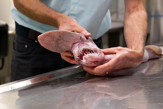 Australie : Un requin-lutin préhistorique pêché