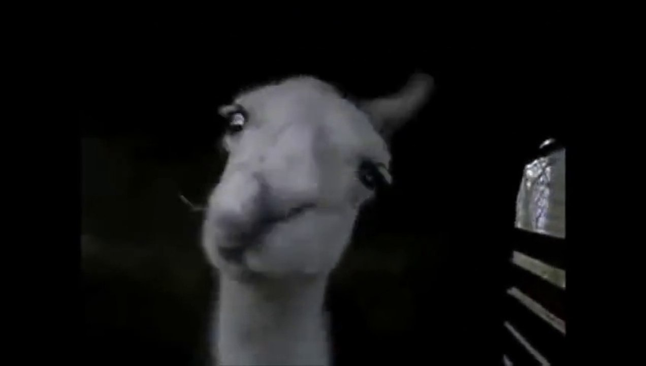 Crazy Llamas