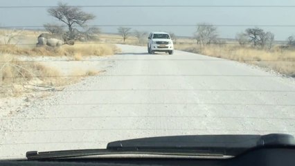 Angry Rhino attacks  Car ! Funny ! - Сердитый Носорог напал на Машину !