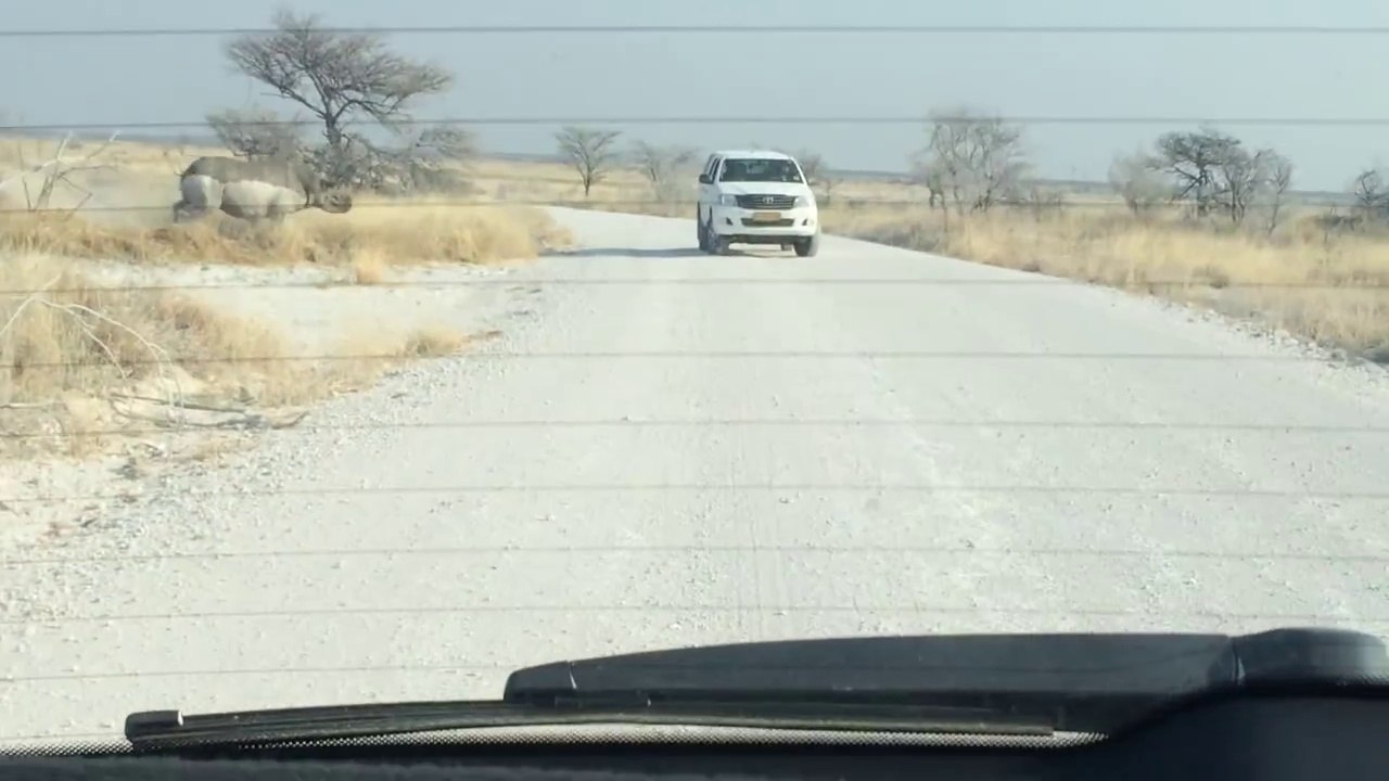 Angry Rhino attacks  Car ! Funny ! - Сердитый Носорог напал на Машину !