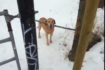 Chien vs Branche d'arbre