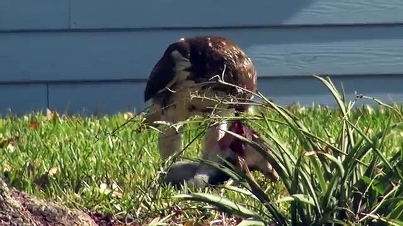 Hawk devours squirrel