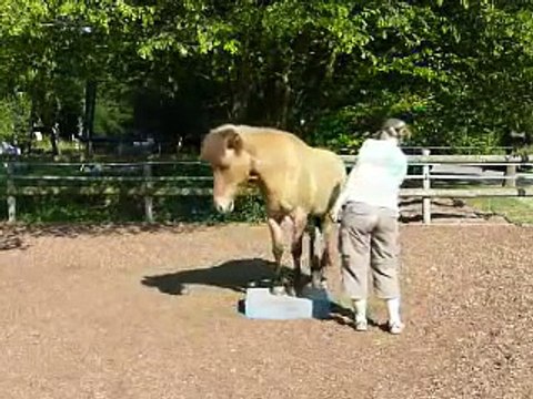 Clickertraining mit Hylling 61