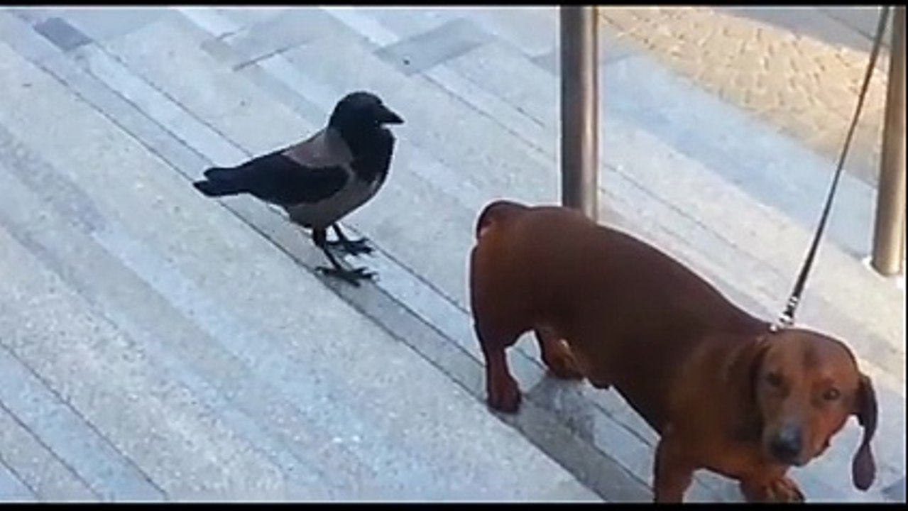 Funny Dog and Cat- Funny video- topfuntube