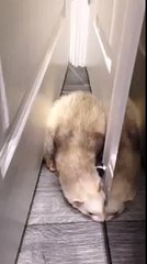Un furet tombe à la renverse et reste bloqué entre deux portes