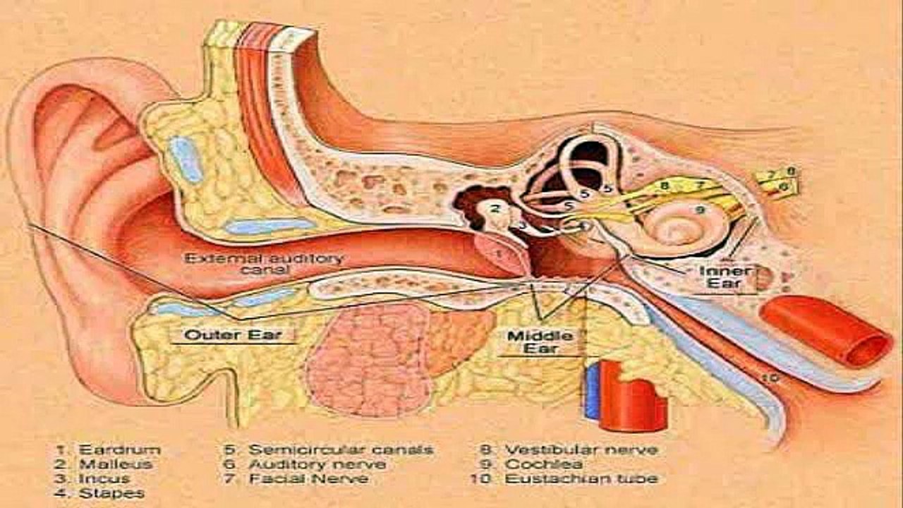 Tinnitus Miracle Review WOW Tinnitus Miracle
