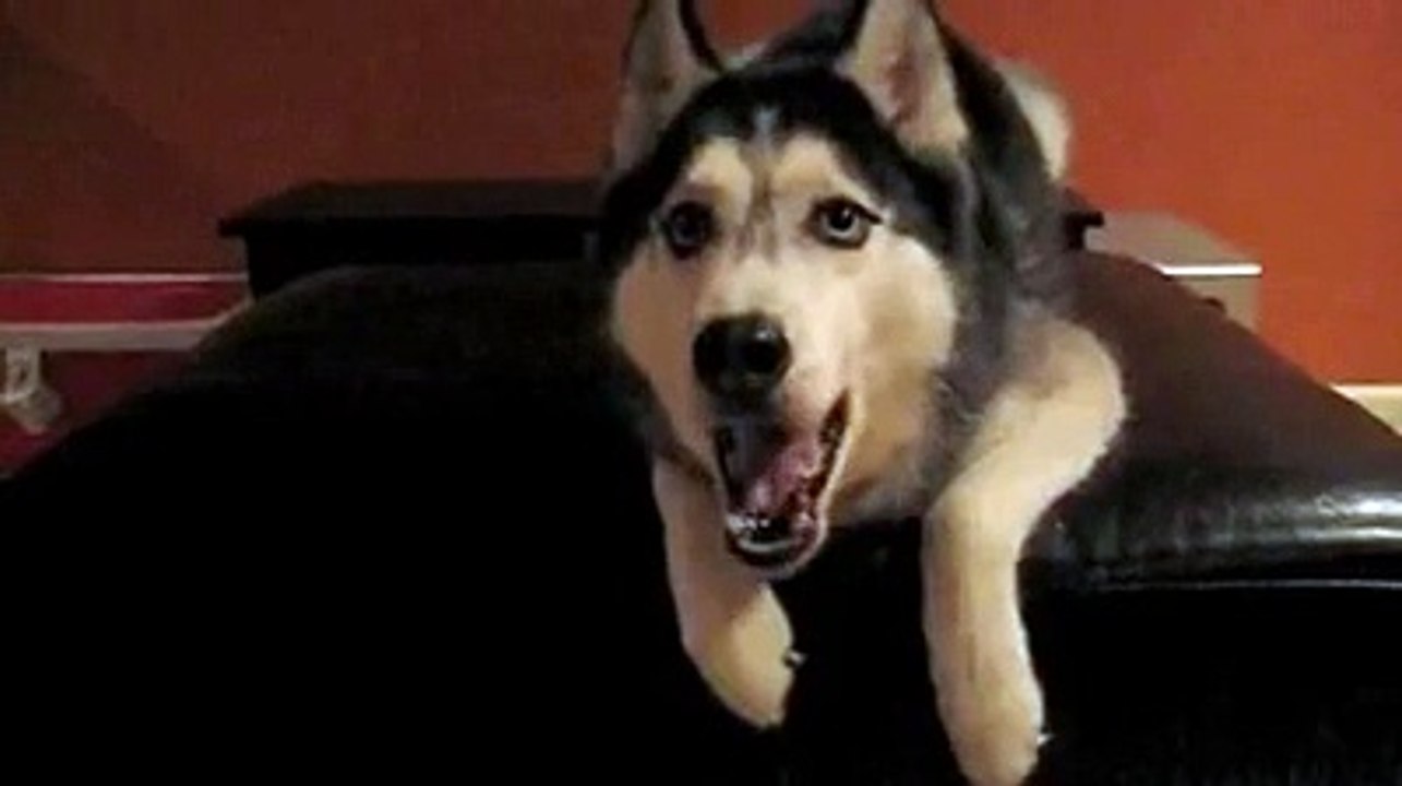 Dog says I love you