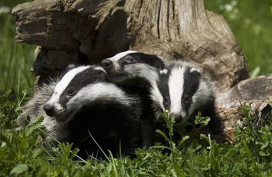 BBC Sussex Drive at 5_Mark Carter 3Mar15 Dominic Dyer on his meeting with Liz Truss discussing the badger cull