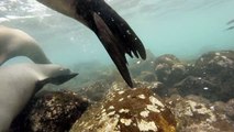 GoPro_ Galápagos Sea Lions