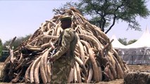 Quênia queima 15 toneladas de marfim