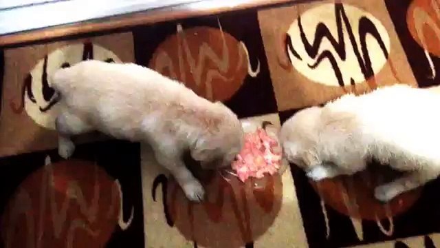 Satılık Golden retriever Yavruları