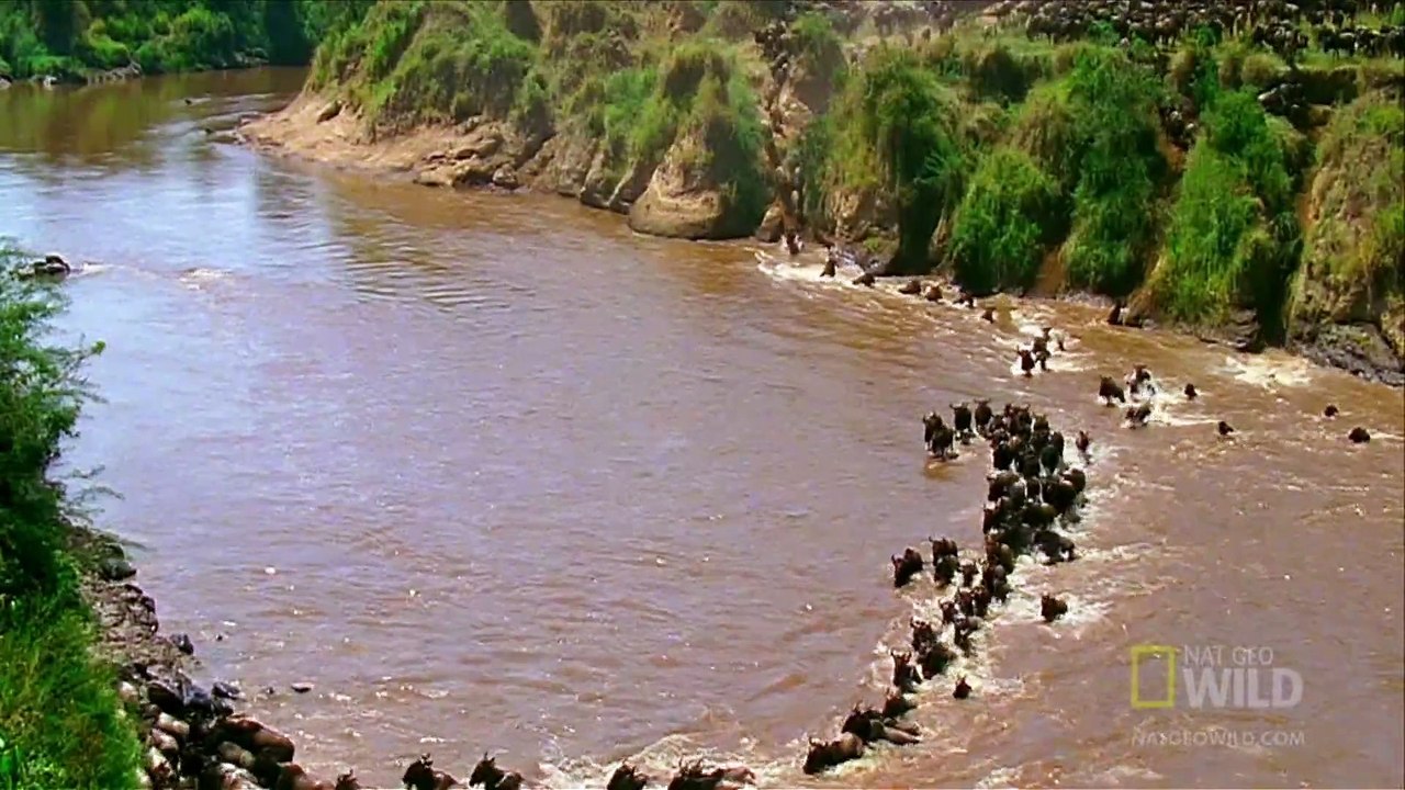 World's Deadliest - Croc Trap