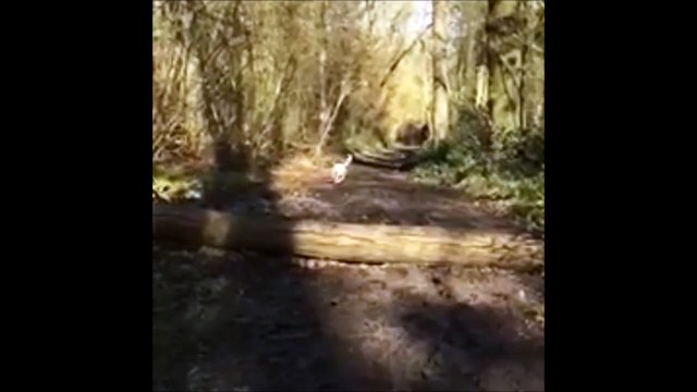 Ce que fait ce Chien en Sautant est à Mourir de Rire