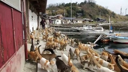 This Island In Japan Has Been Taken Over By Cats