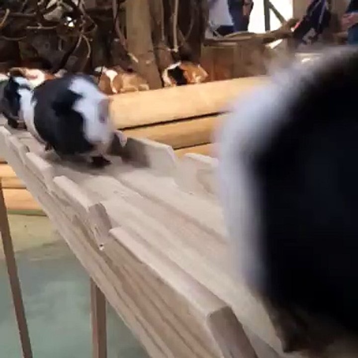 Guinea Pig Road In Japan During Rush Hour (VIDEO)