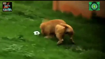 A HISTÓRIA DE UM GRANDE E LINDO LEÃO QUE DEPENOU UMA ÁGUIAZITA EM 7 TEMPOS A 1.É INESQUECÍVEL.NÉ? Quah!Quah!Quah! kkkkkk..