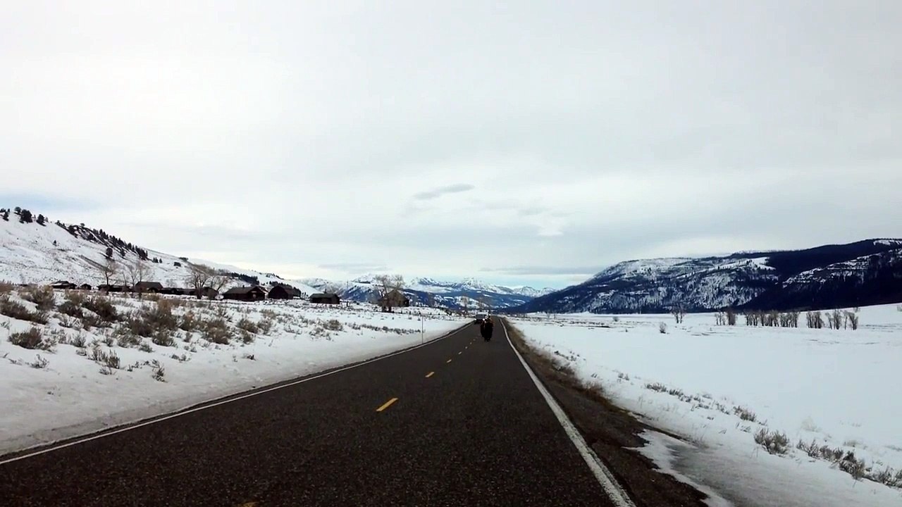 You won’t believe what these Yellowstone buffalo do!!!
