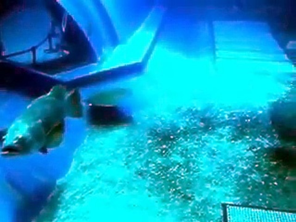 the giant rays and whale shark (video  fish water marine deep sea pet beach)