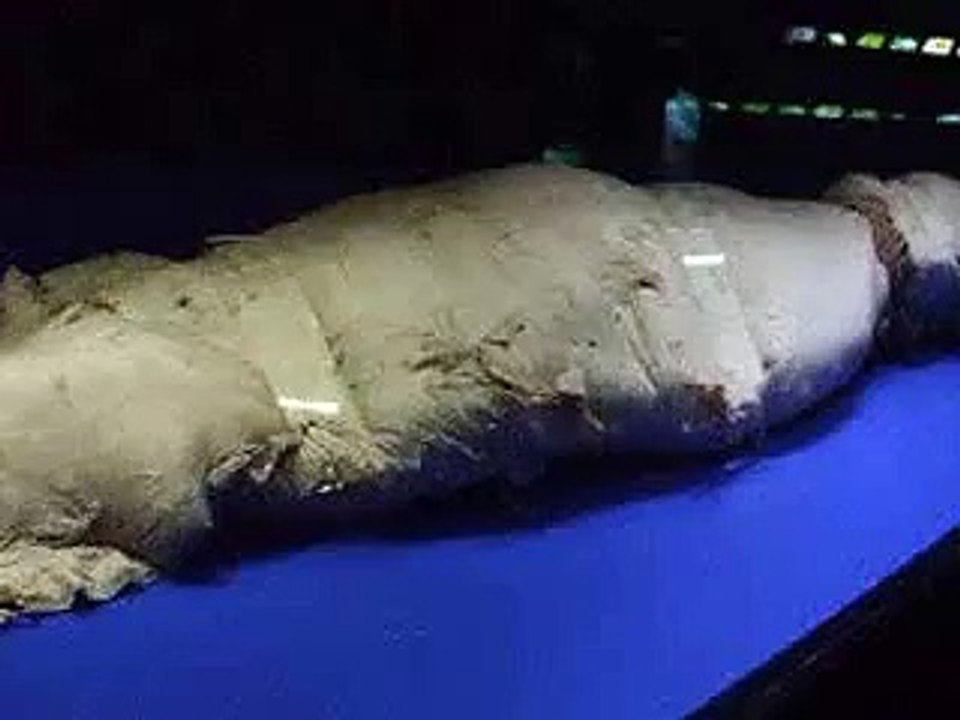 the giant squid's body (video fish water marine deep sea pet beach)