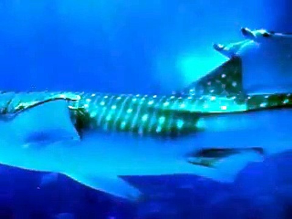 The giant whale shark (video fish water marine deep sea pet beach)