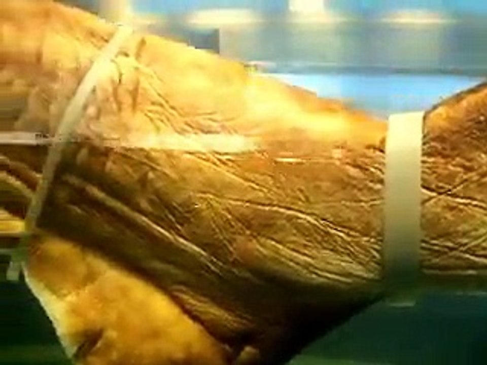 The megamouth shark' specimen (video  fish water marine deep sea pet beach)